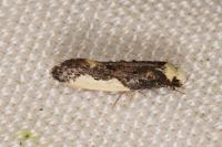 Monopis monachella