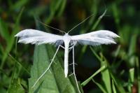 Pterophorus pentadactylus