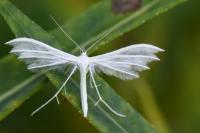 Pterophorus pentadactylus