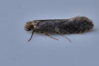Monopis laevigella