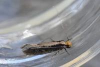 Monopis crocicapitella