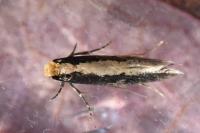Monopis crocicapitella