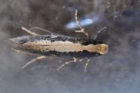 Monopis crocicapitella