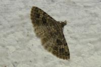 Alucita hexadactyla
