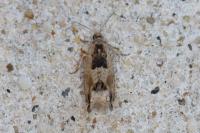 Crocidosema plebejana