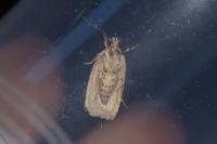 Agonopterix subpropinquella