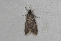 Diurnea fagella