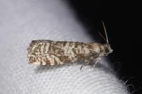 Epinotia tedella