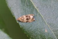Celypha lacunana