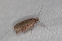 Agonopterix
