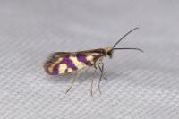 Micropterix schaefferi