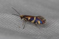 Micropterix schaefferi