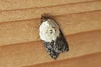 Acleris variegana