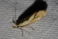 Harpella forficella