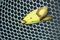 Agapeta zoegana