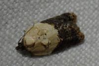 Acleris variegana