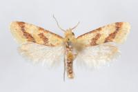 Aethes bilbaensis