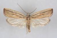 Agonopterix nervosa
