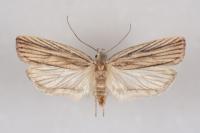 Agonopterix nervosa