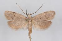 Symmoca oenophila
