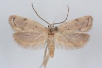 Symmoca oenophila