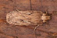 Depressaria ultimella