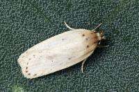 Agonopterix kaekeritziana