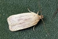 Agonopterix kaekeritziana