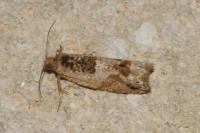 Crocidosema plebejana