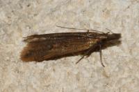 Dichomeris derasella