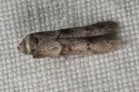 Blastobasis
