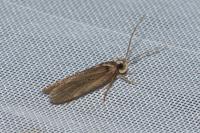 Agonopterix putridella
