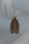 Agonopterix putridella