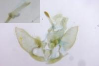 Agonopterix putridella