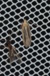 Mirificarma mulinella