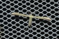 Adaina microdactyla