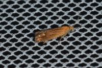 Lathronympha strigana