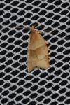 Clepsis rurinana