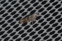 Cedestis subfasciella