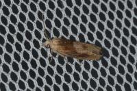 Eucosma gr. cana