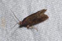 Epinotia maculana