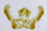 Epinotia maculana