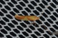 Caloptilia robustella