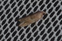 Rhopobota naevana