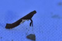 Caloptilia stigmatella
