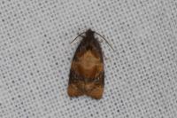 Ditula angustiorana