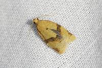 Clepsis consimilana