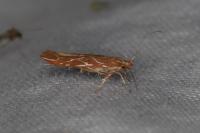 Pyroderces argyrogrammos