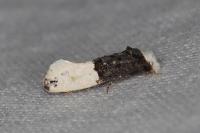 Trichophaga bipartitella