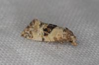Neocochylis molliculana
